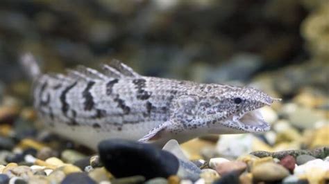 bichir fish|Bichir Care Guide: Feeding, Breeding, Tank Mates &  .